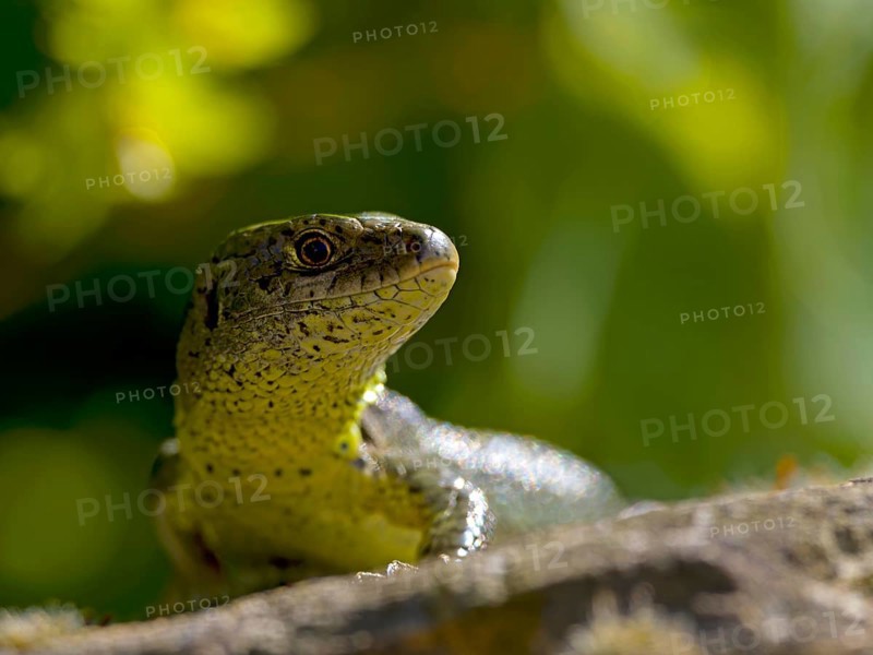 Sand lizard