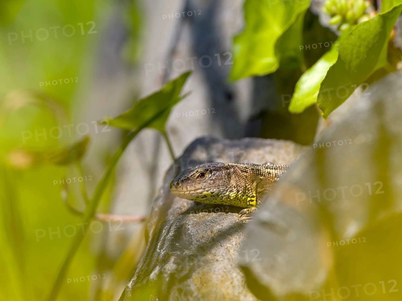 Sand lizard