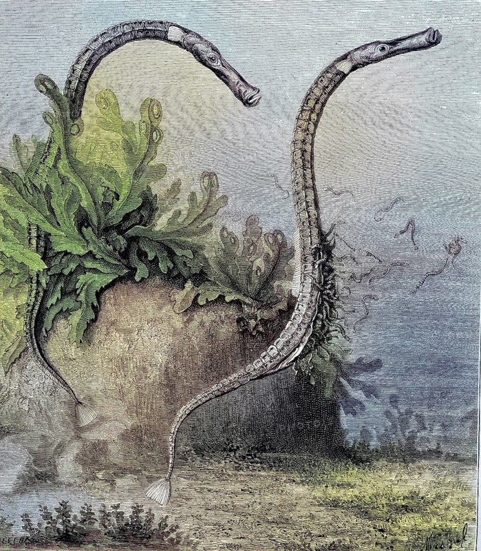 The alligator pipefish