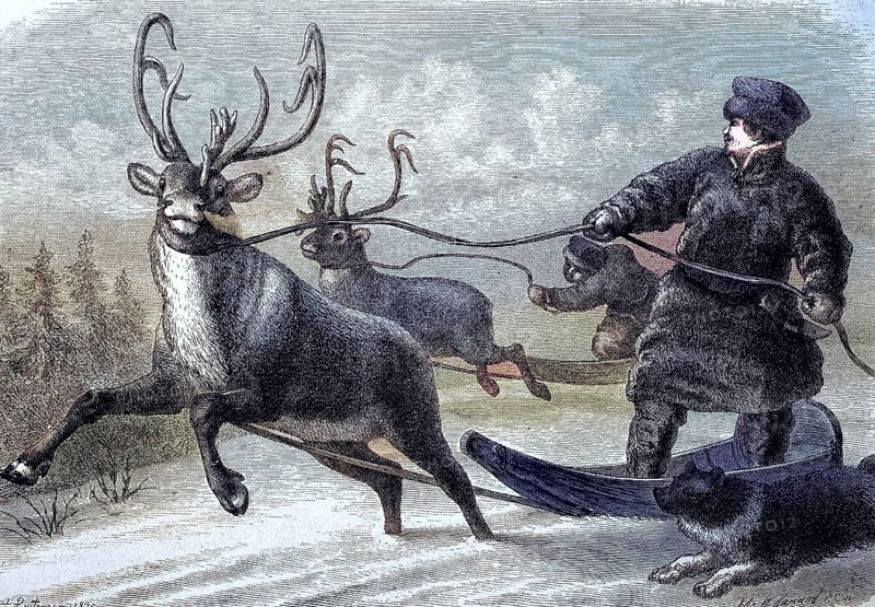 Sleigh ride with reindeer in Lapland