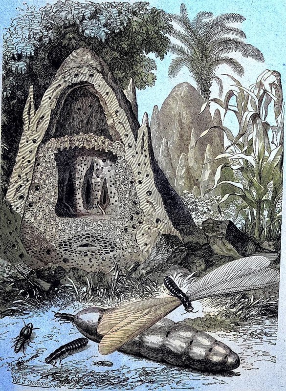 An ant hill