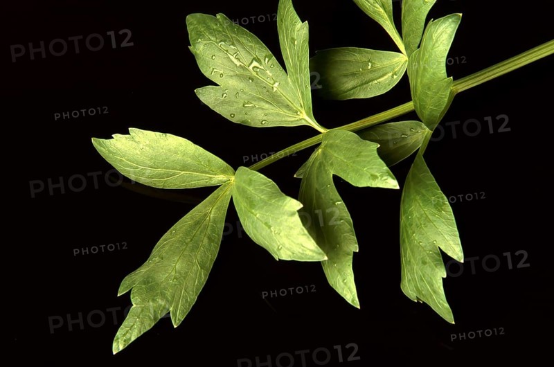 Lovage