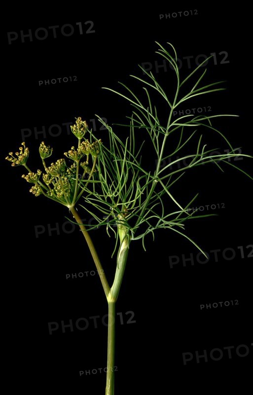 Dill