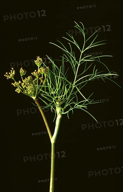 Dill