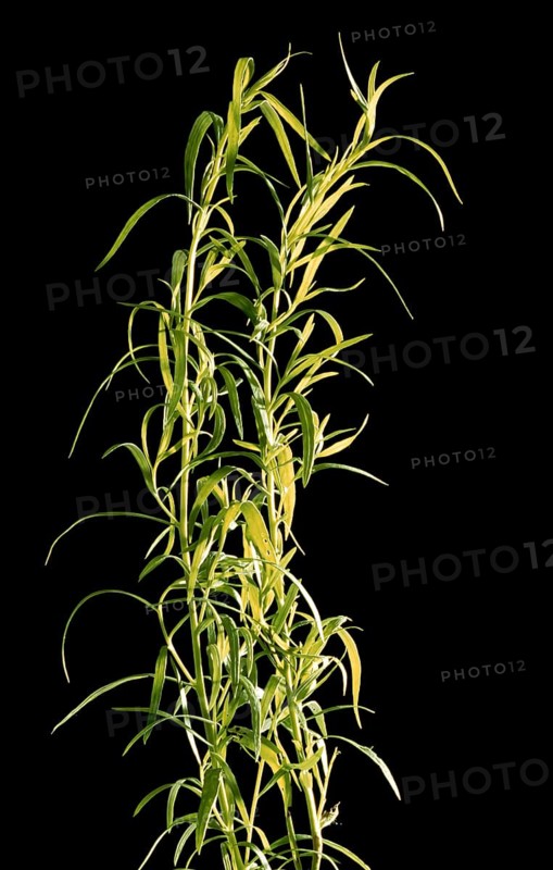 Tarragon