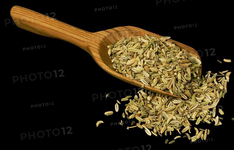 Fennel