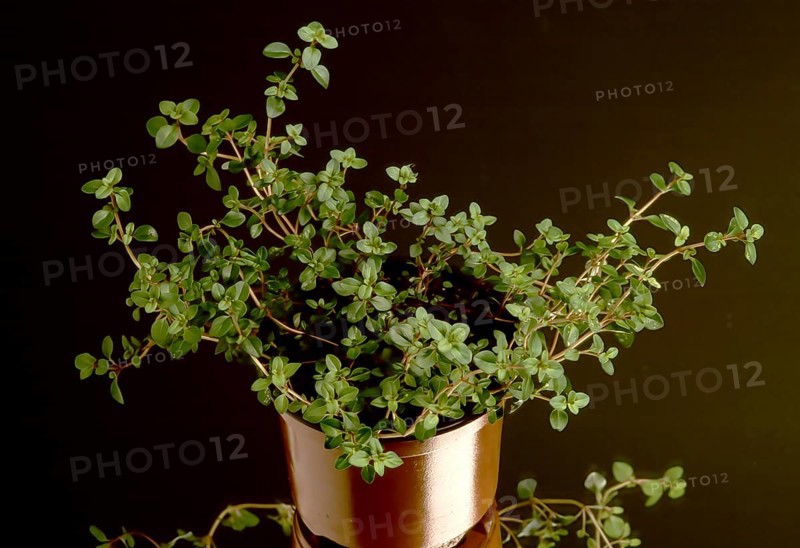 Sand thyme