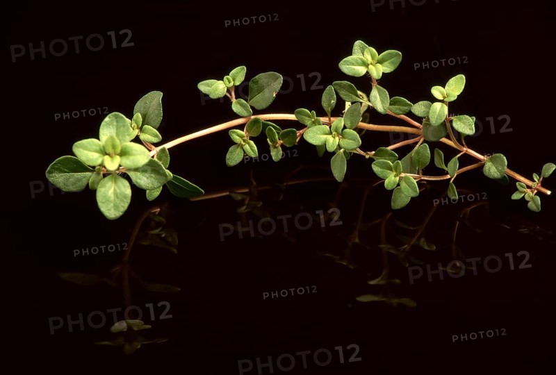Sand thyme
