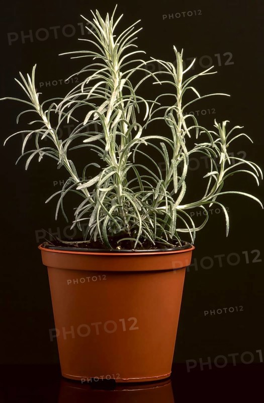 (Helichrysum) stoechas, curry herb, plant in a pot, spice, medicinal plant