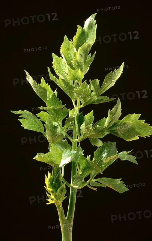 Lovage