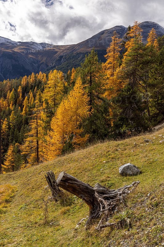 Autumn colours