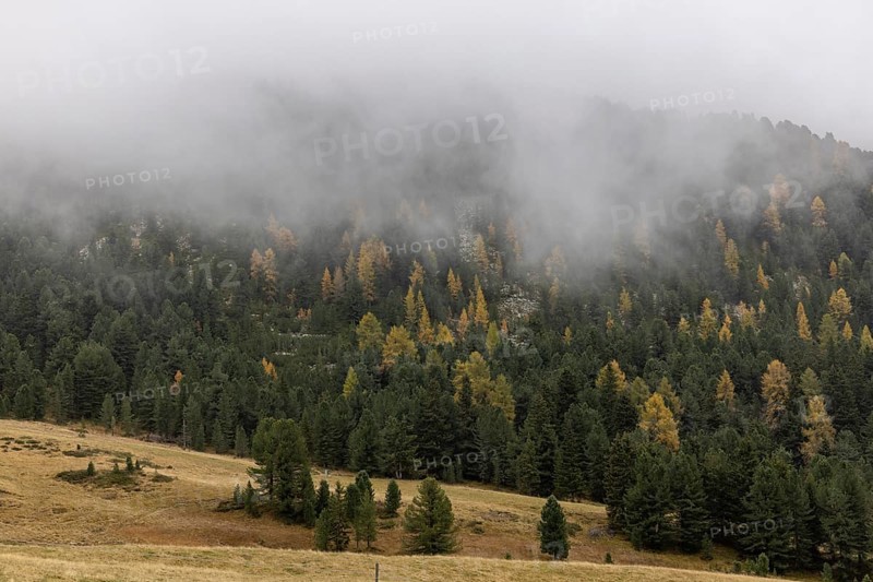 Fog and autumn colours