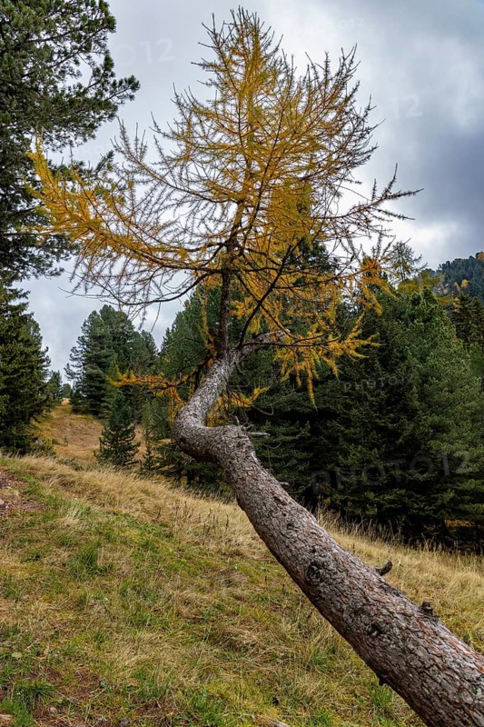 Larch growing from a bent trunk