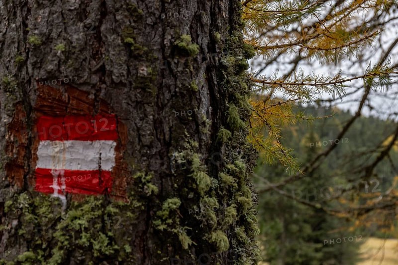 Trail marker on a larch tree