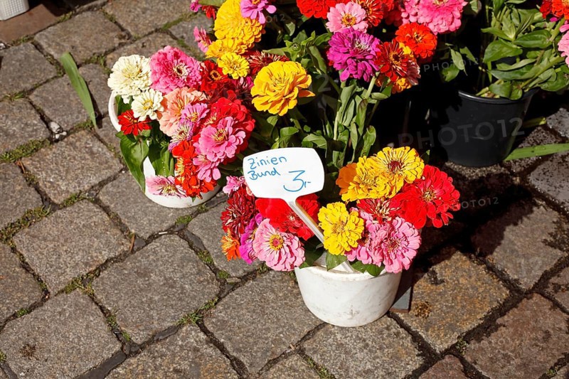 Colourful blooming zinnias with price tags in flower pots at a flower market