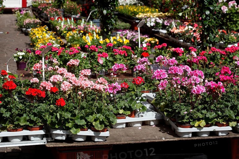 Colourful blooming flowers with price tags at a flower market