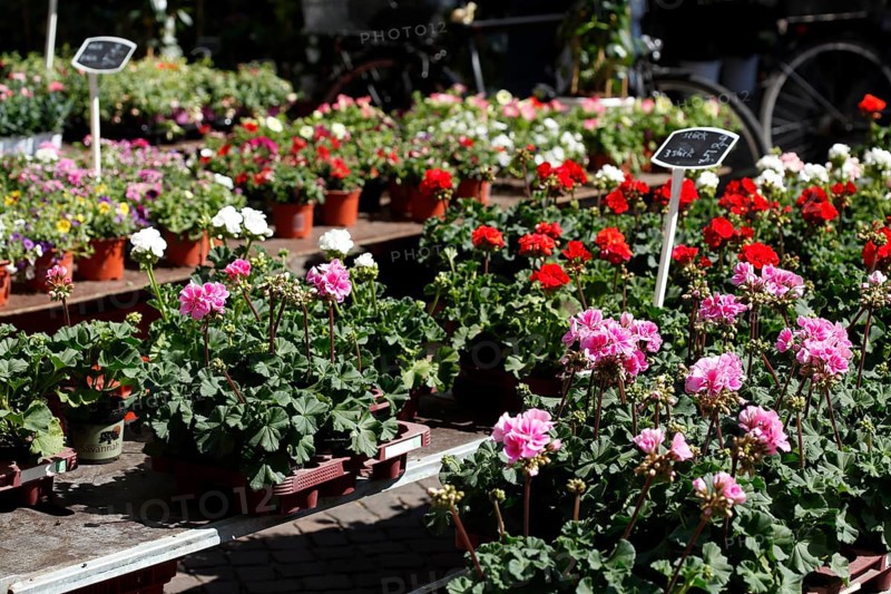 Colourful blooming flowers with price tags at a flower market