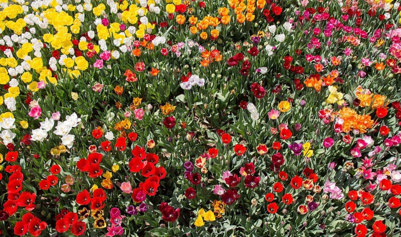 Blooming colorful tulip flowers in garden as floral background