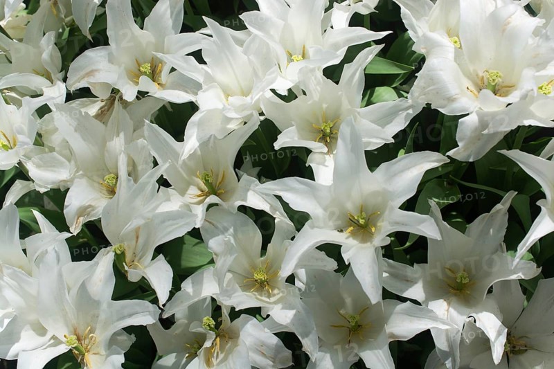 Blooming tulips flowers in as floral plant background