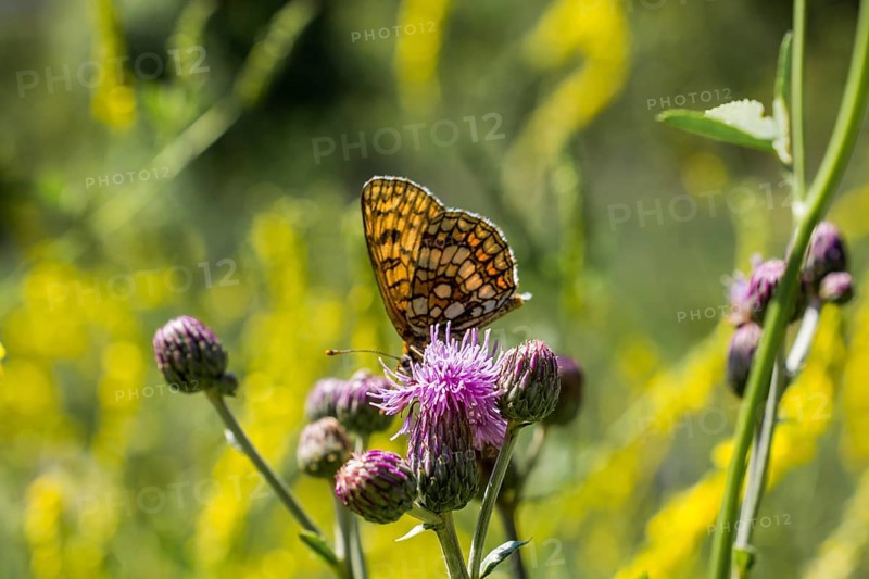 Butterfly feeding on a flower in nature