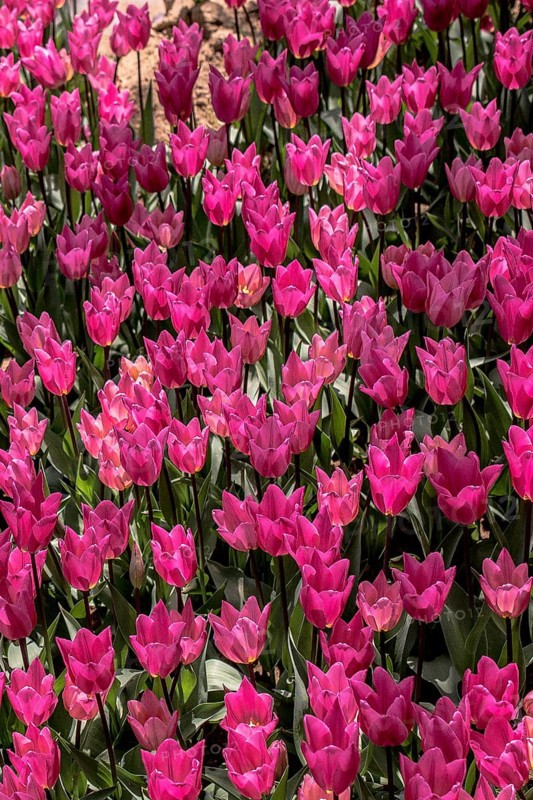 Blooming colorful tulip flowers in garden as floral background