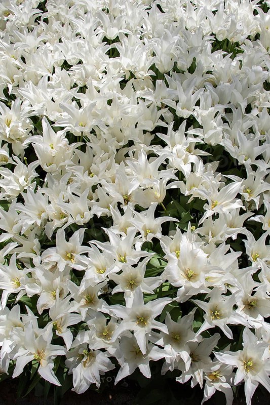 Blooming tulips flowers in as floral plant background