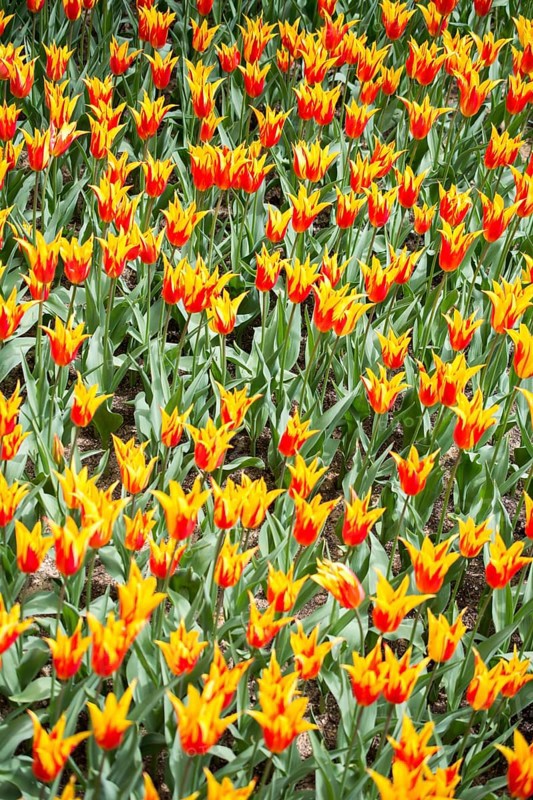 Blooming colorful tulip flowers in garden as floral background