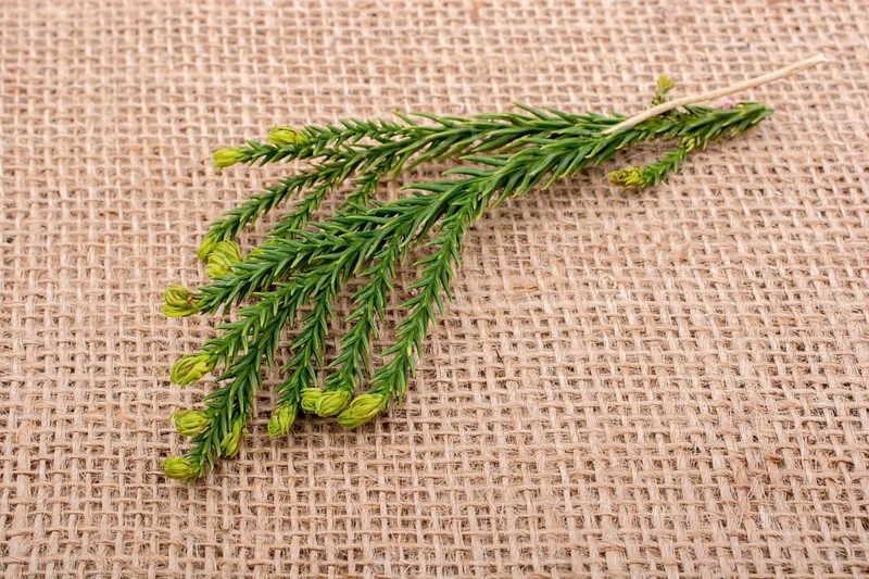 Green leaves placed on linen canvas