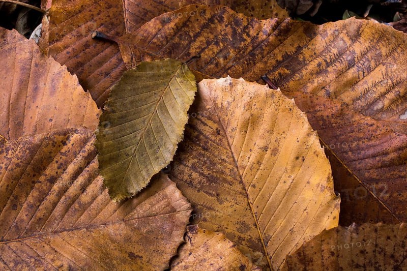Dry leaf outstanding on other leaves as an autumn background