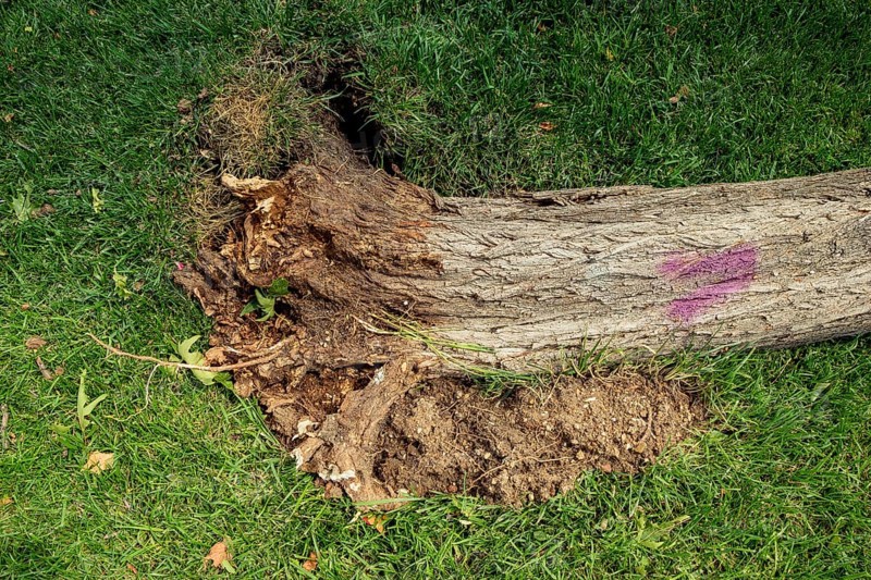 Fallen green tree in green grass in the view
