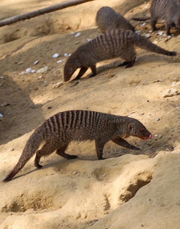 Banded mongoose as a Wild life animal walking on soil ground