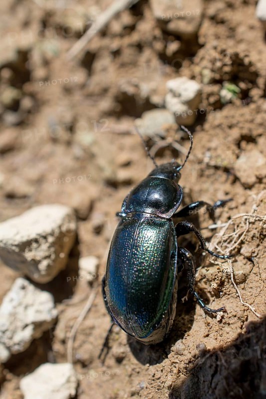 Black color bug walking
