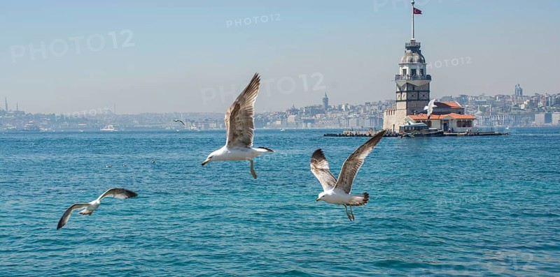 Seagull in a sky with a Maiden's tower at the back