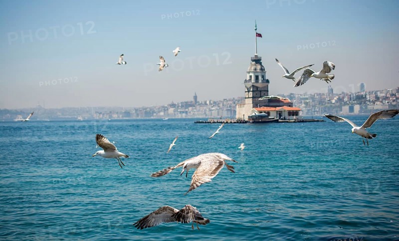Seagull in a sky with a Maiden's tower at the back