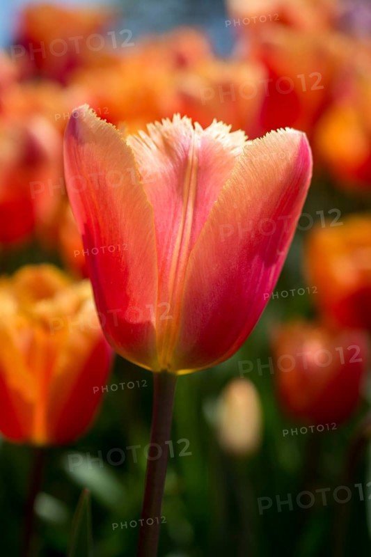 Outstanding colorful tulip flower bloom in the spring garden