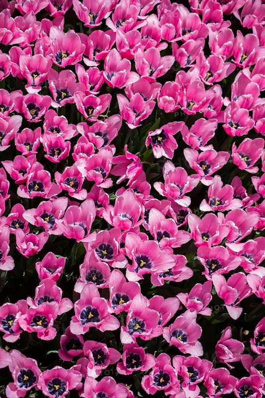 Blooming colorful tulip flowers in garden as floral background
