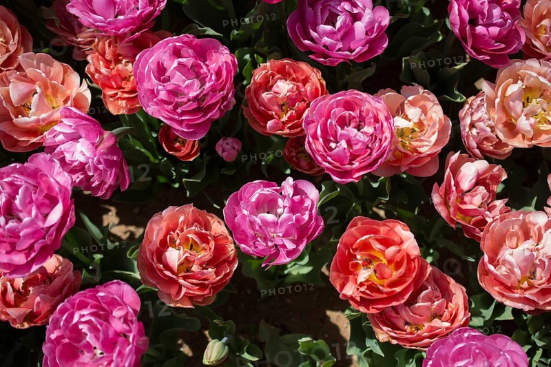 Blooming colorful tulip flowers in garden as floral background