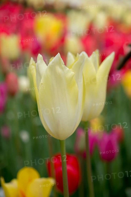 Outstanding colorful tulip flower bloom in the spring garden