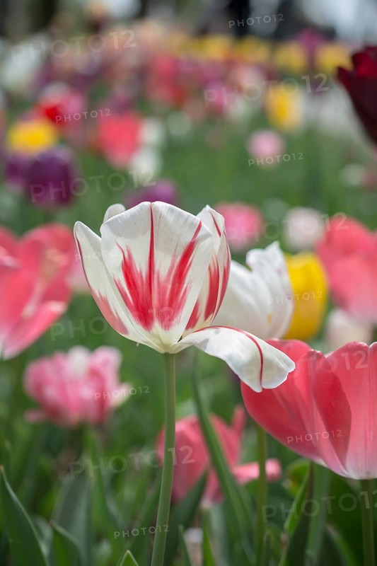 Outstanding colorful tulip flower bloom in the spring garden