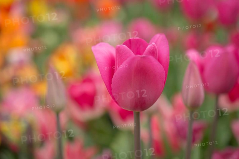 Outstanding colorful tulip flower bloom in the spring garden