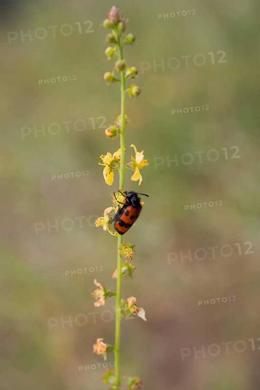 Red bug feeding on flowers in the nature