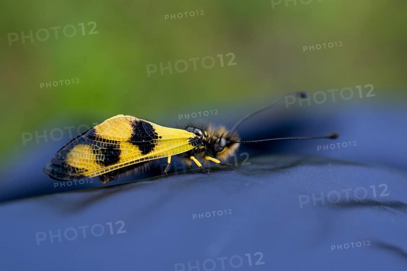 Yellow bug feeding on flowers in the nature