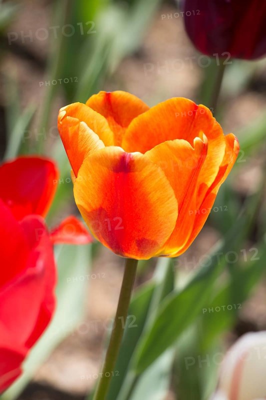Outstanding colorful tulip flower bloom in the spring garden