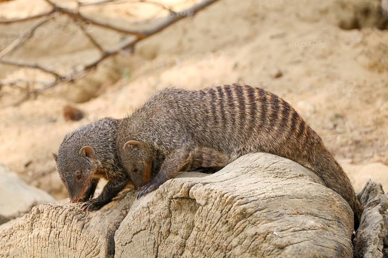 Banded mongoose as a Wild life animal walking on soil ground