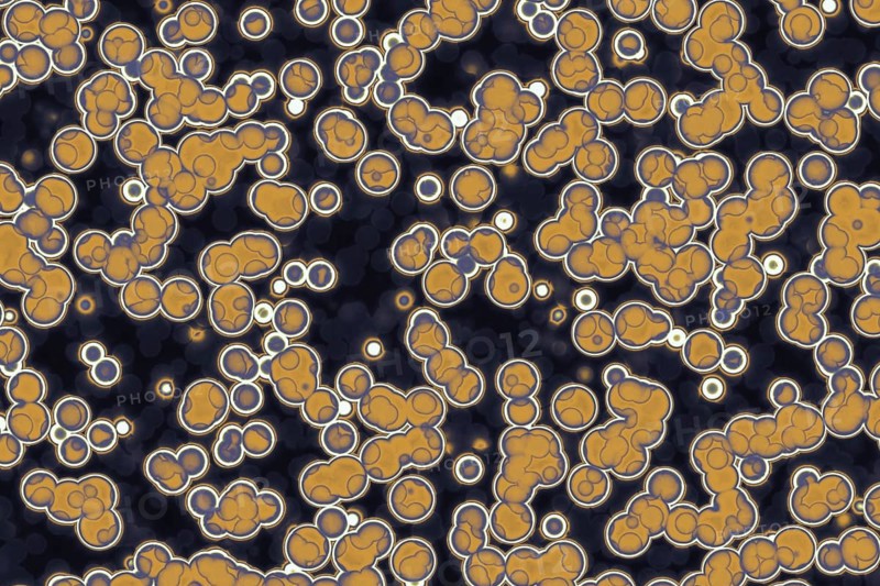 Fake microorganisms. microbiology. Bacteria