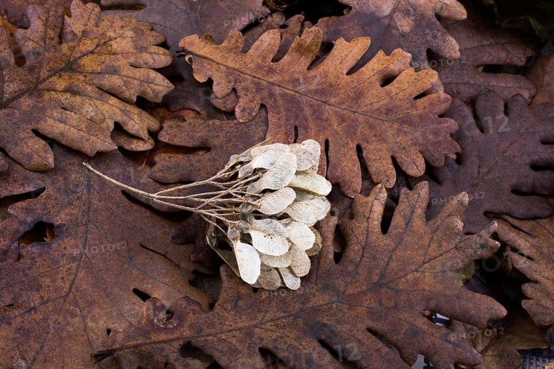 Dry leaf outstanding on other leaves as an autumn background