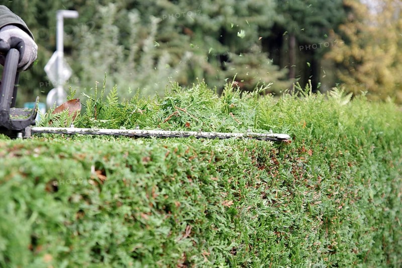 Hedge
