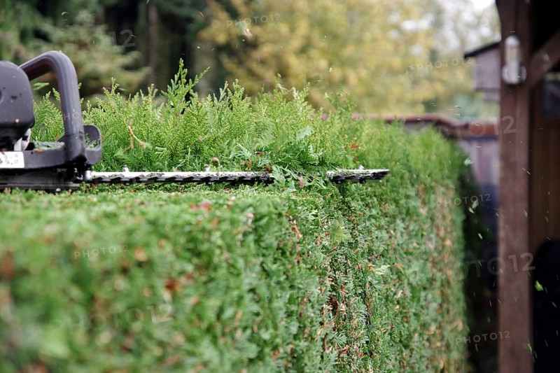 Hedge
