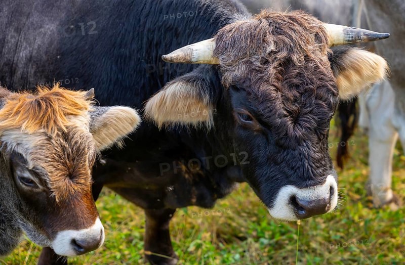 Cute Bull and Calf Cow on the Green Field in Switzerland