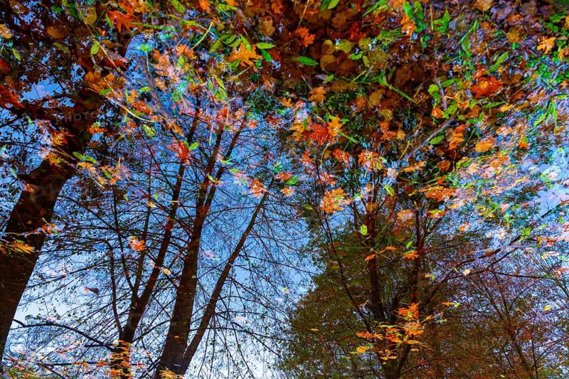 Beautiful Flood Water Pond with Tree Reflection and Autumn Leaves Floating on the Water Surface with Sunlight in Lugano